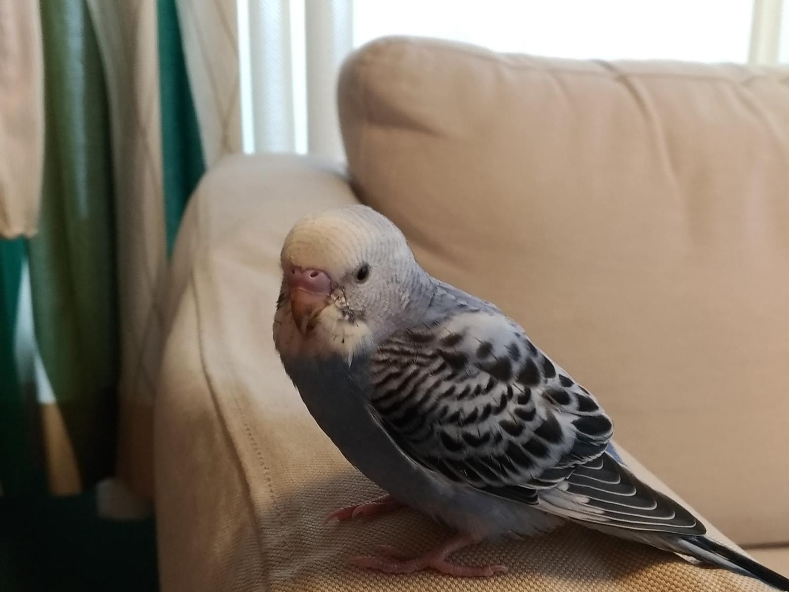 保護された鳥 保護された鳥