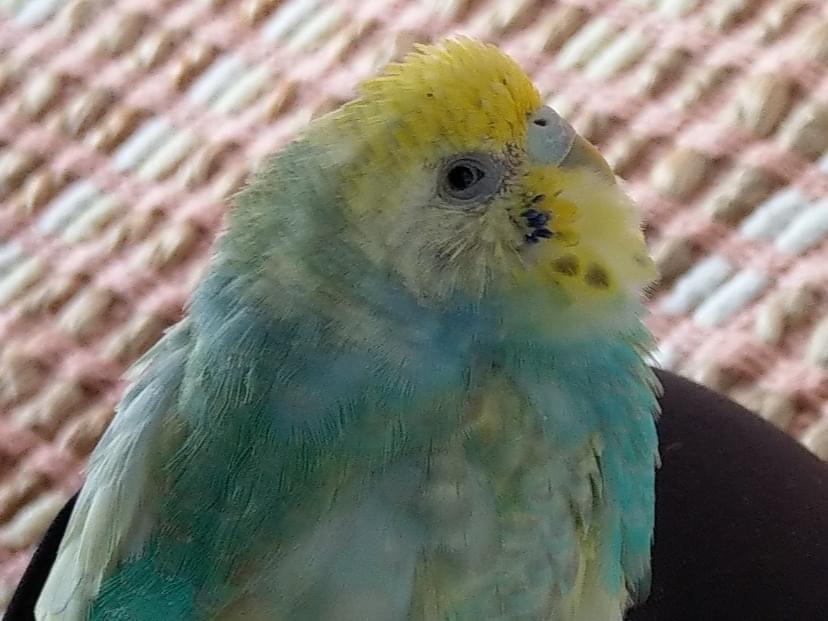 ビスケちゃん ビスケちゃん
