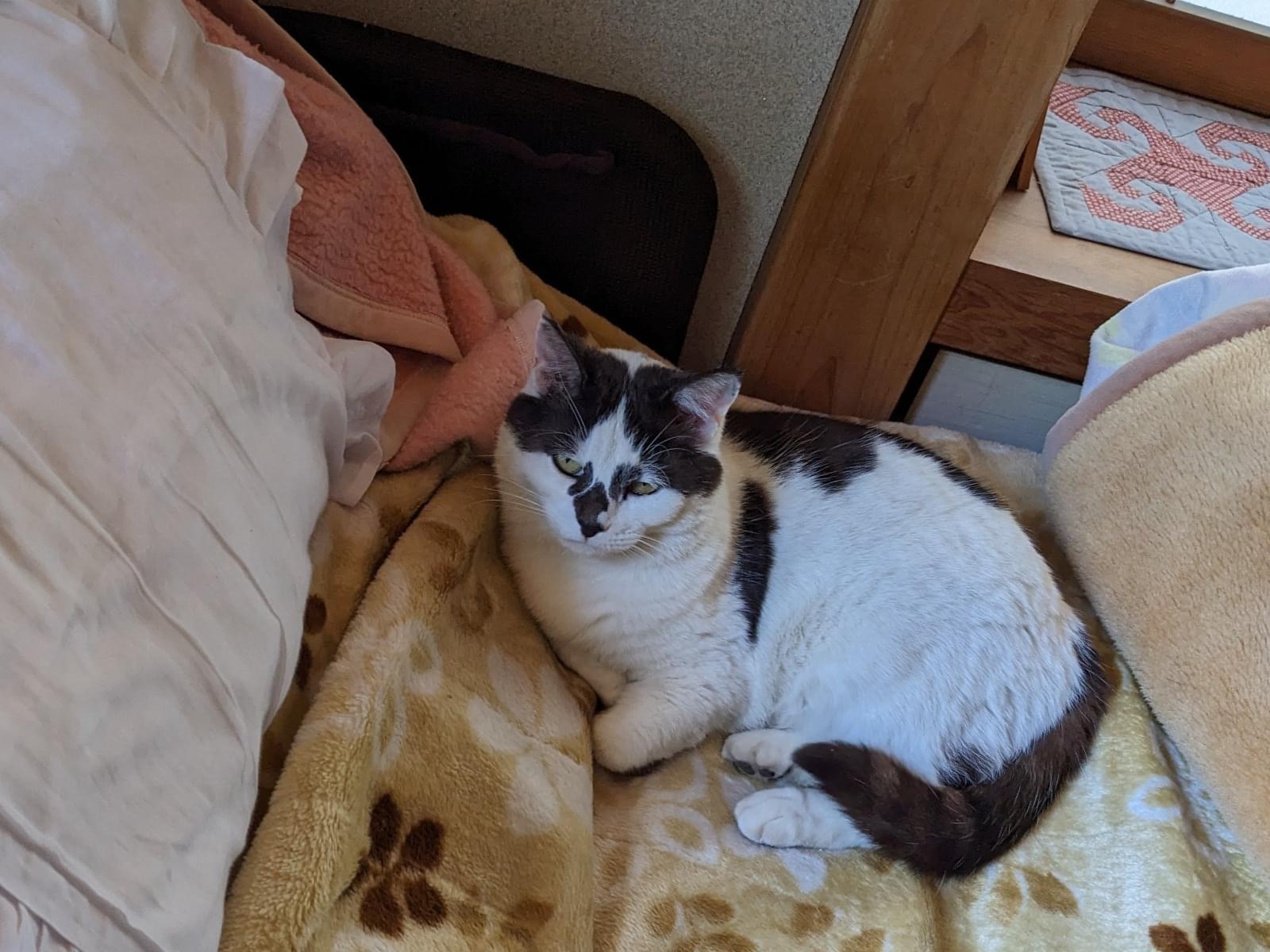 ゴマちゃん ゴマちゃん