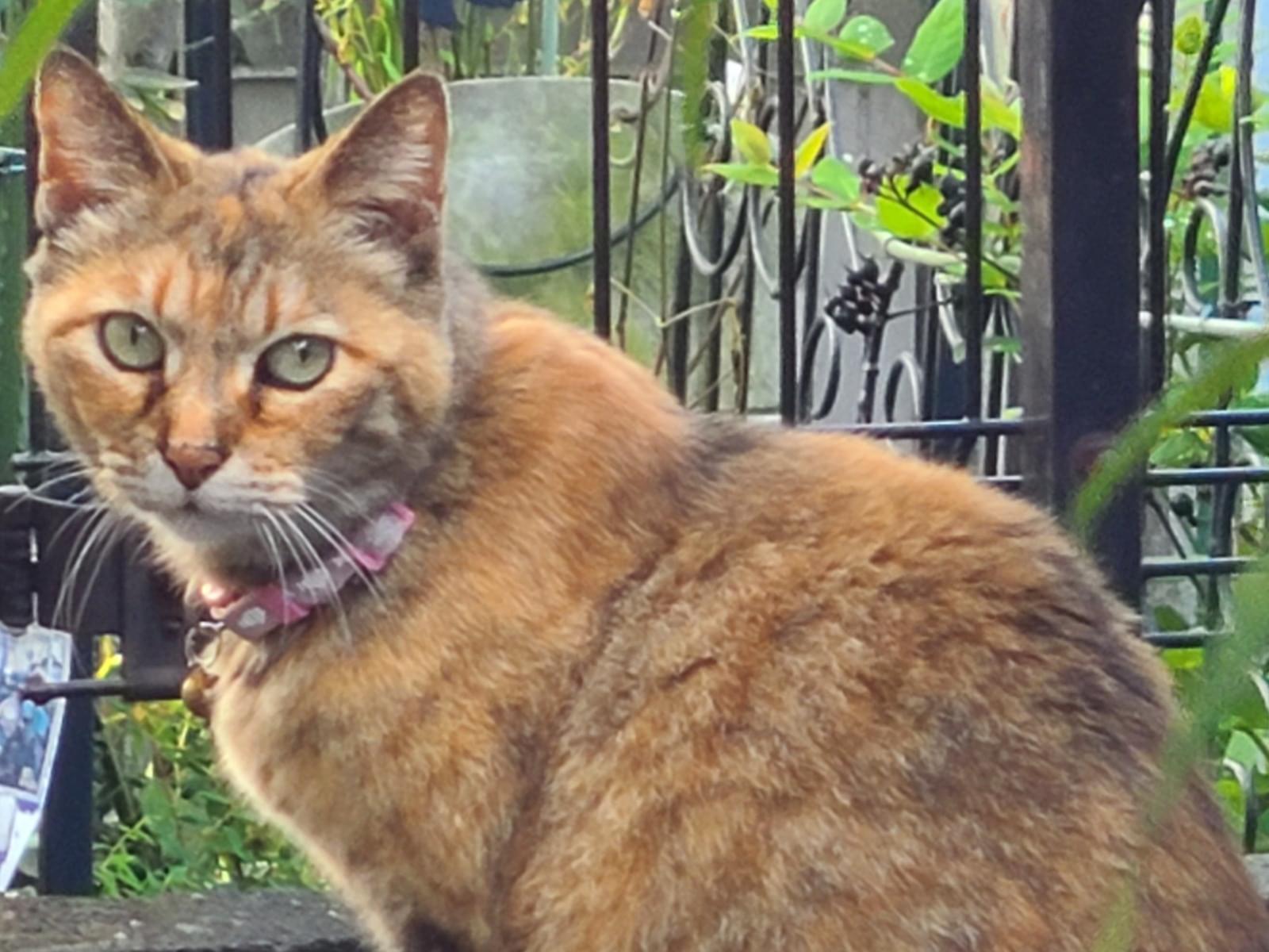 目撃された猫