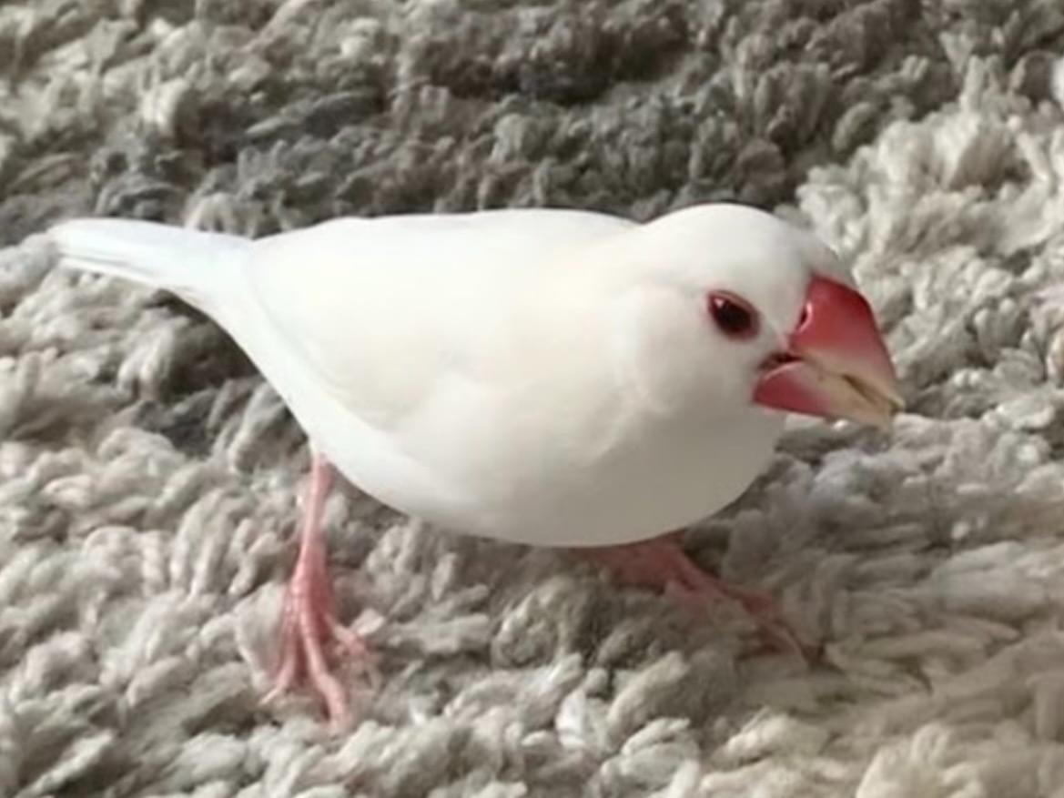 べにちゃん べにちゃん