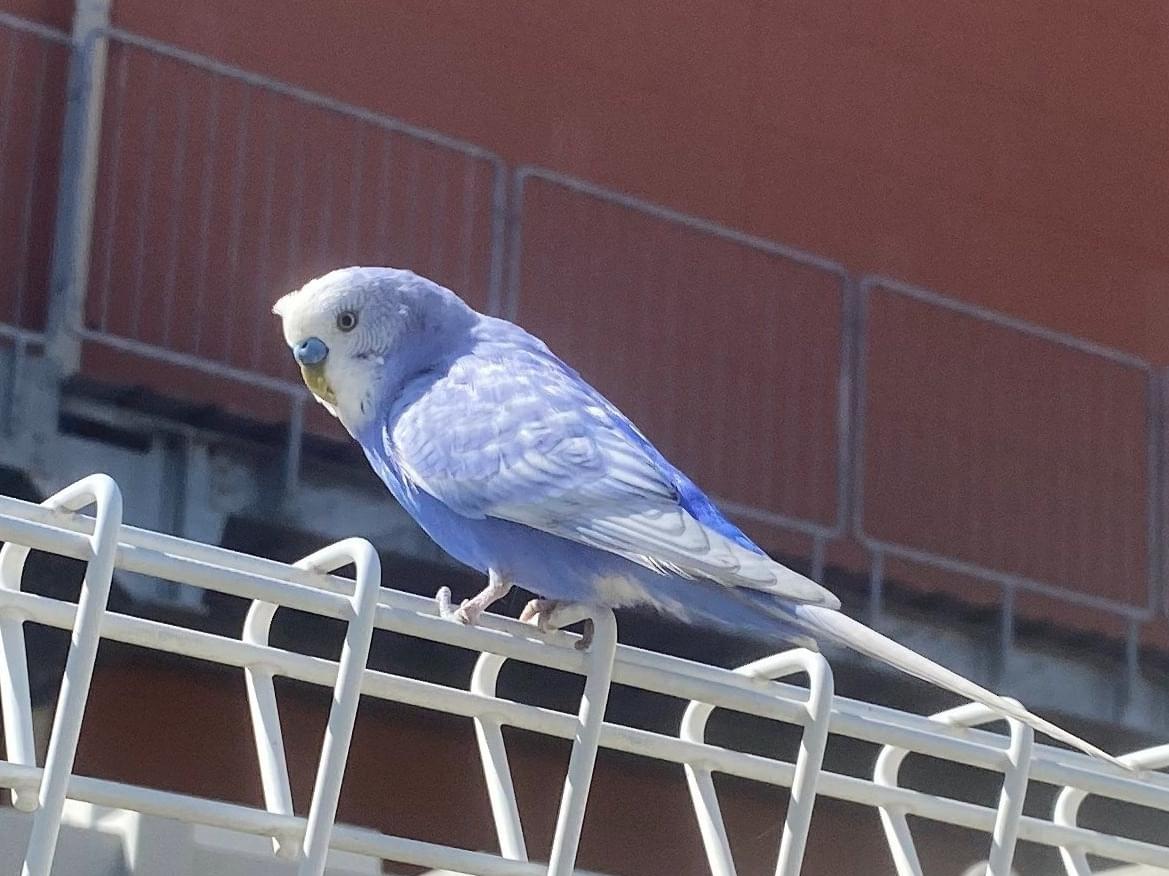 目撃された鳥 目撃された鳥