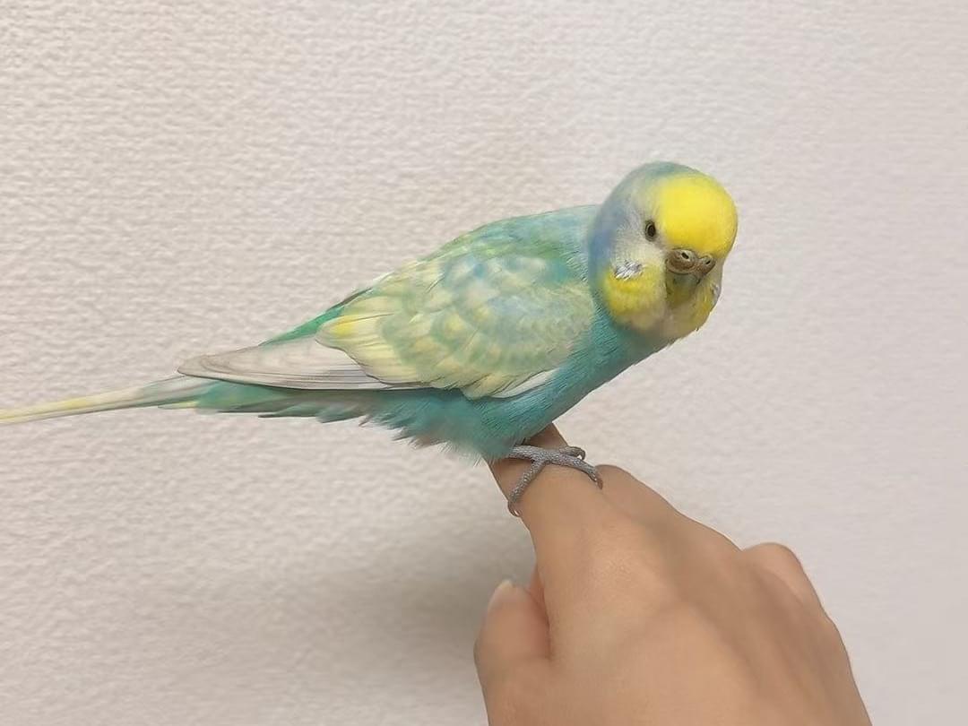 保護された鳥 保護された鳥