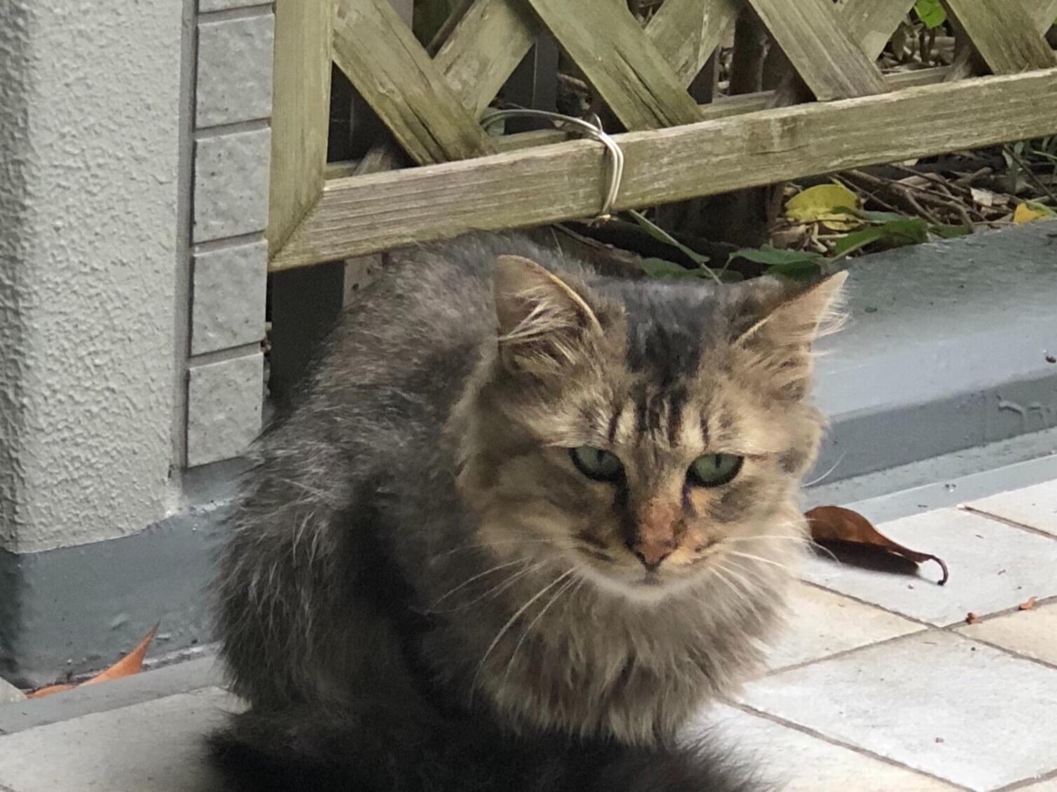 目撃された猫 目撃された猫