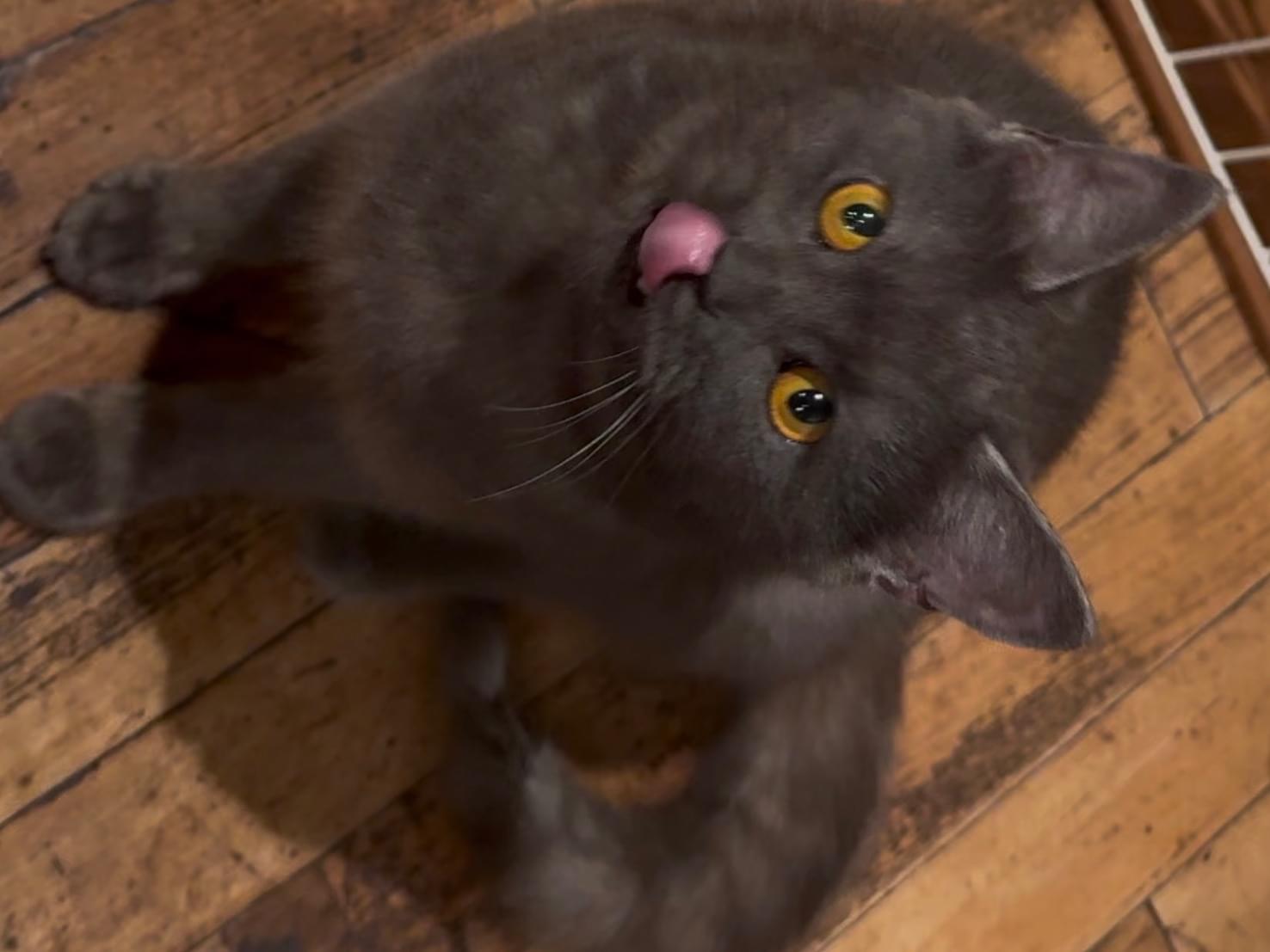保護された猫