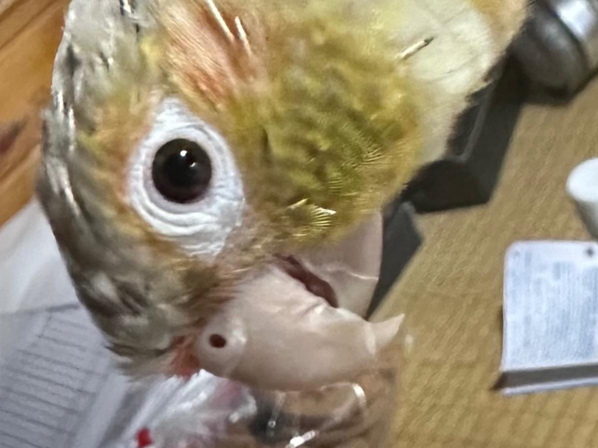 パインちゃん パインちゃん