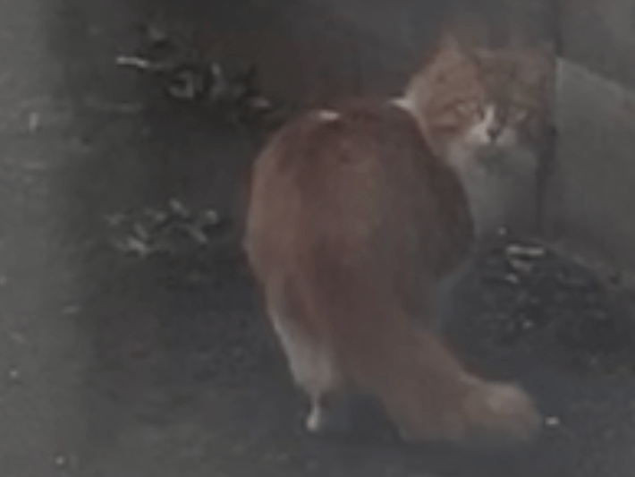 目撃された猫 目撃された猫