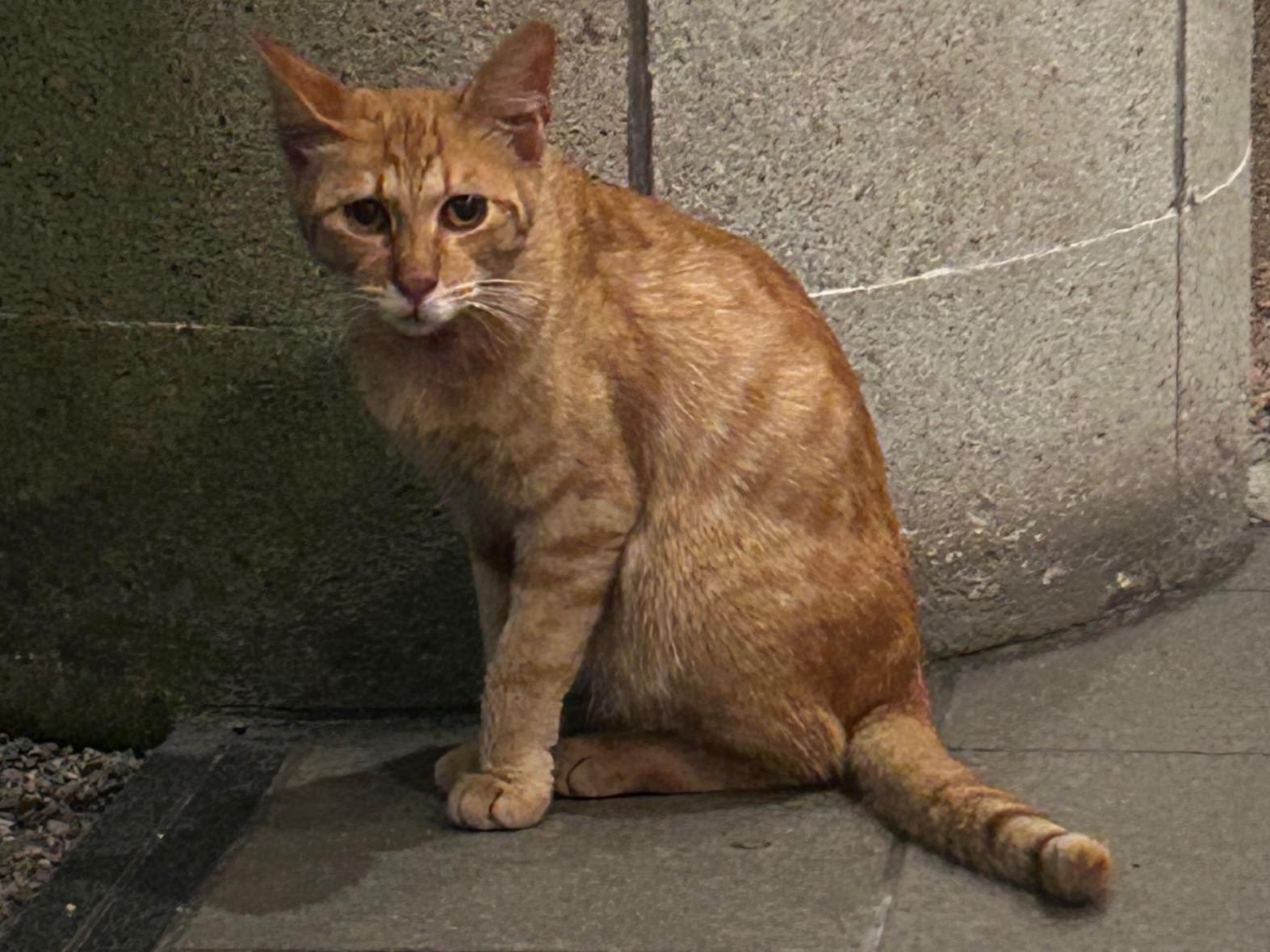 目撃された猫 目撃された猫