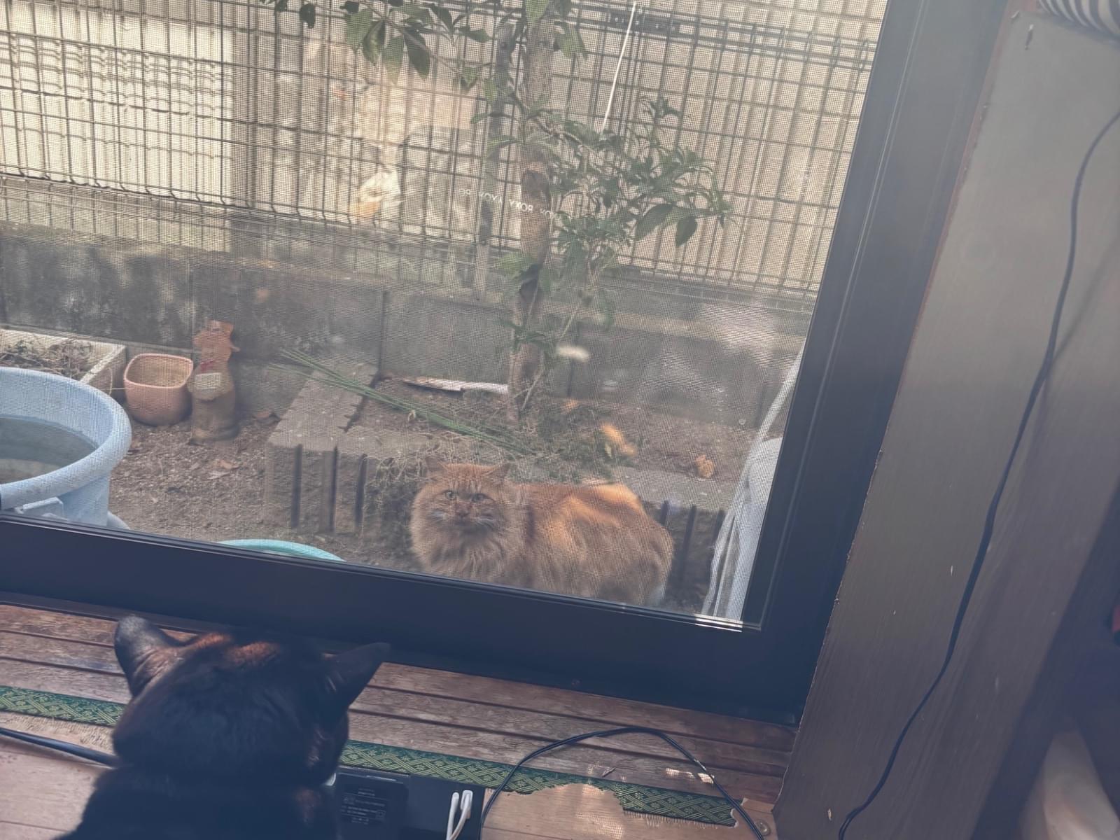 目撃された猫 目撃された猫