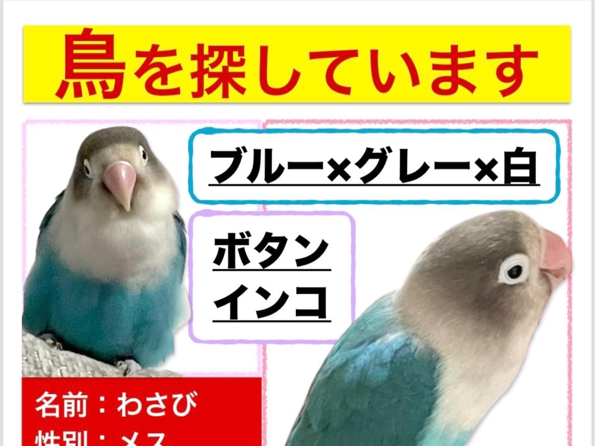 わさびちゃん わさびちゃん