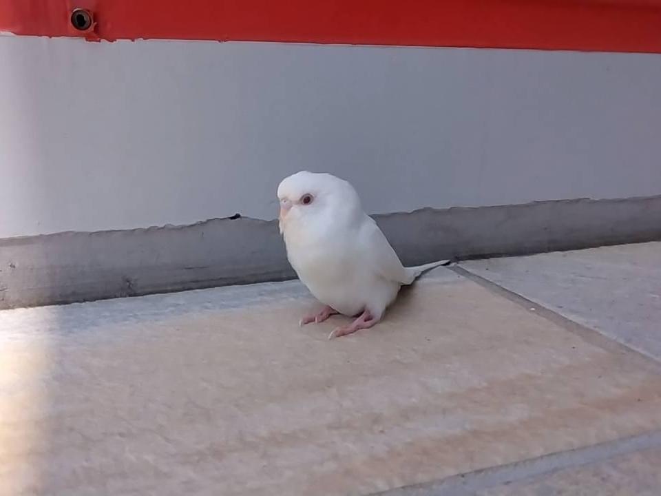 目撃された鳥 目撃された鳥