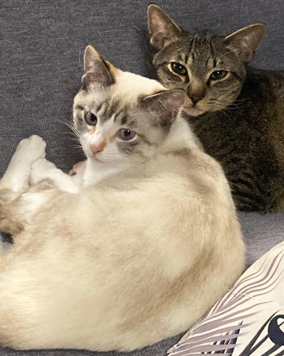 シャムトラ9ヶ月メス