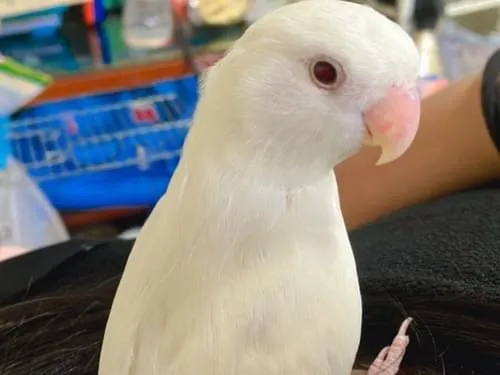 真っ白、赤目なコザクラインコ