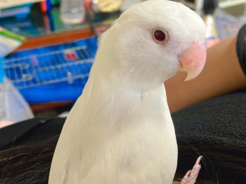 ウェンダーちゃん