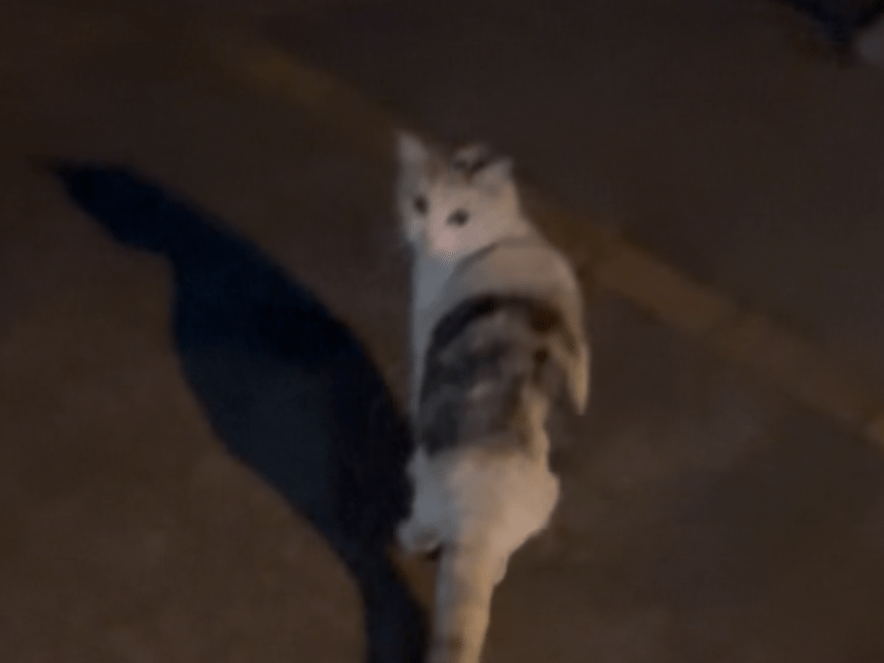 カエデちゃん カエデちゃん