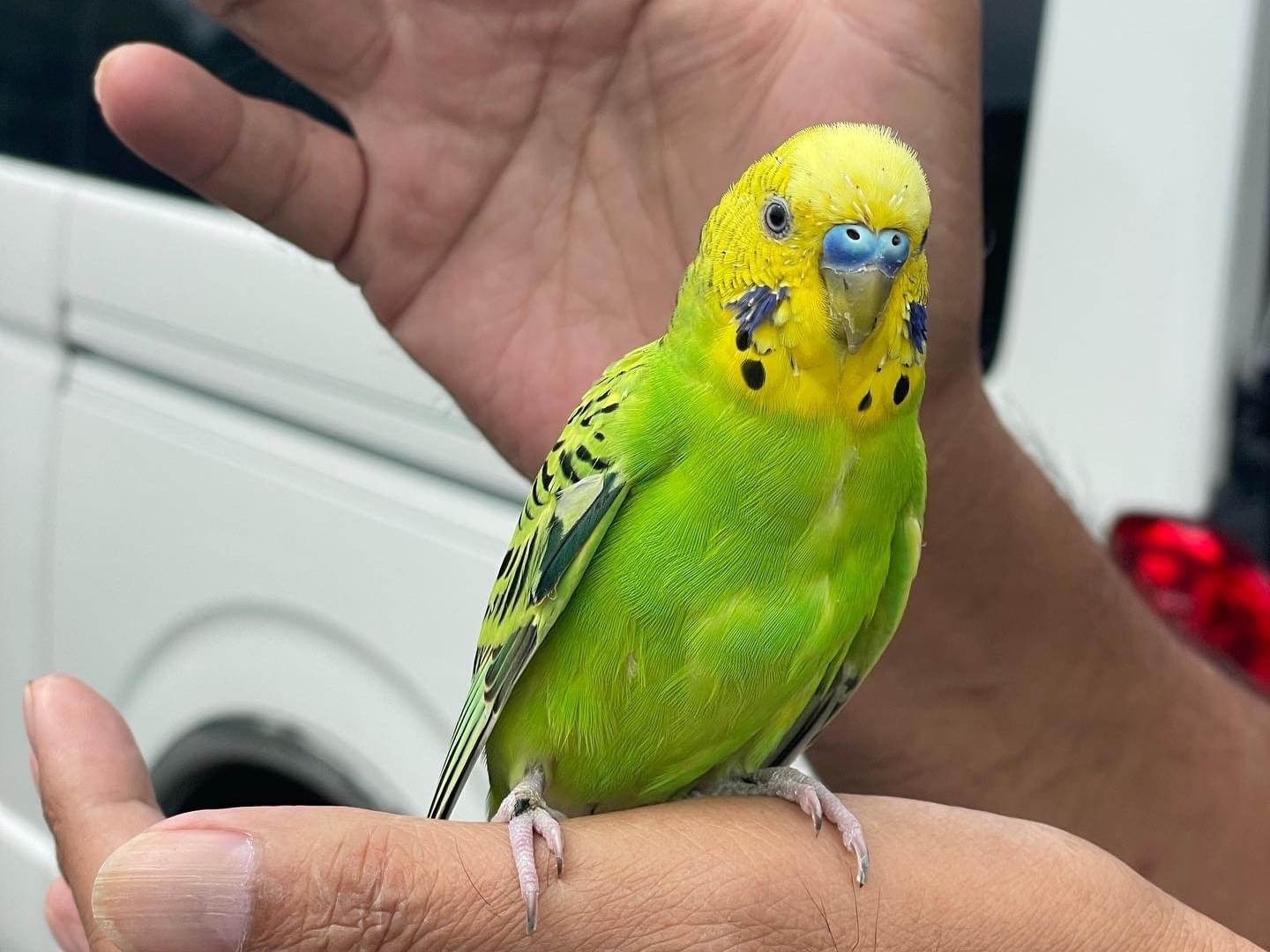 保護された鳥 保護された鳥