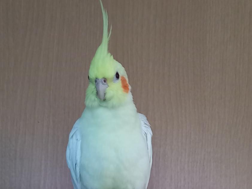 ぴーちゃん ぴーちゃん