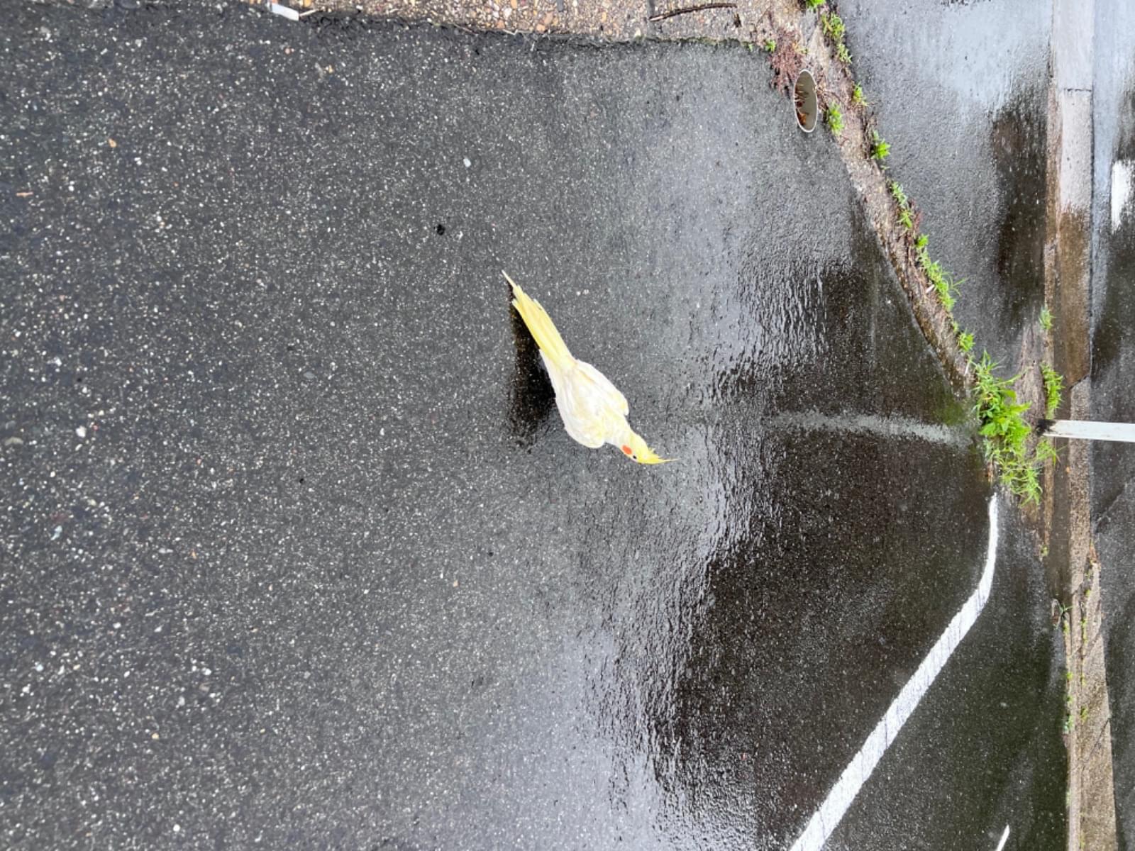 目撃された鳥 目撃された鳥