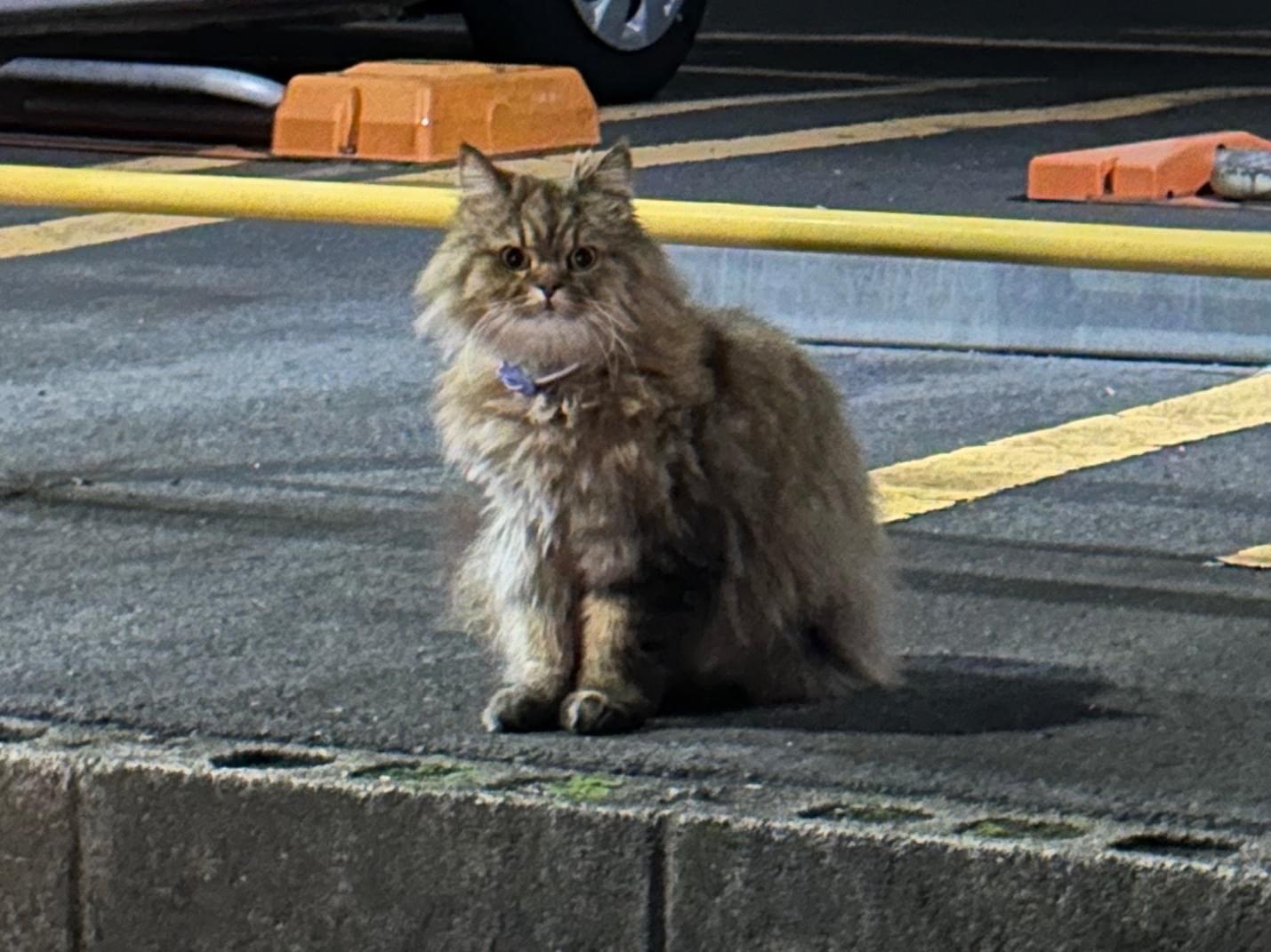 目撃された猫 目撃された猫