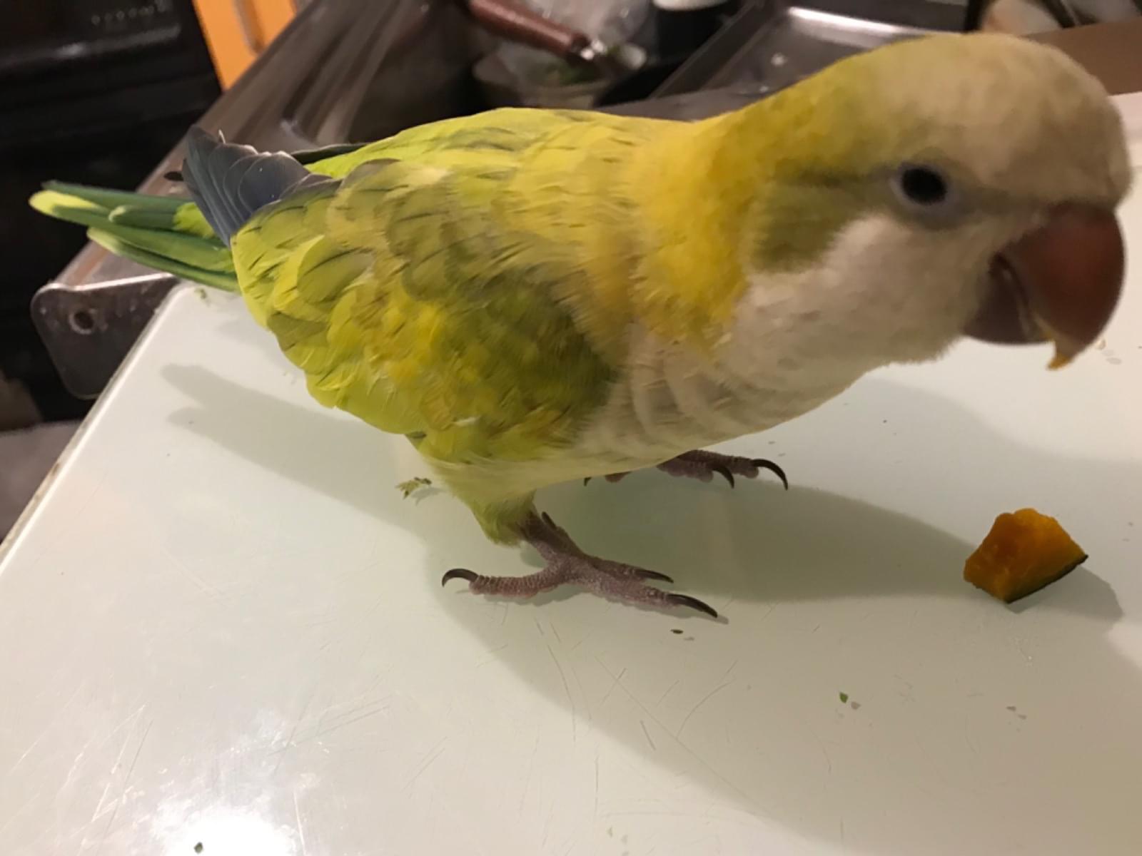ワクちゃん ワクちゃん