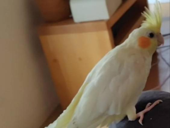 すーちゃん すーちゃん