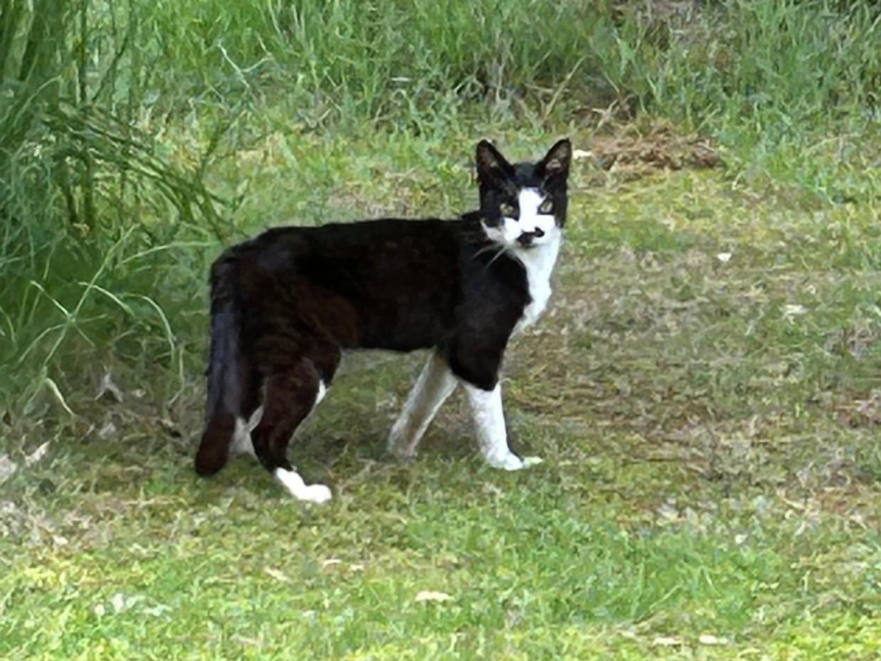 目撃された猫 目撃された猫