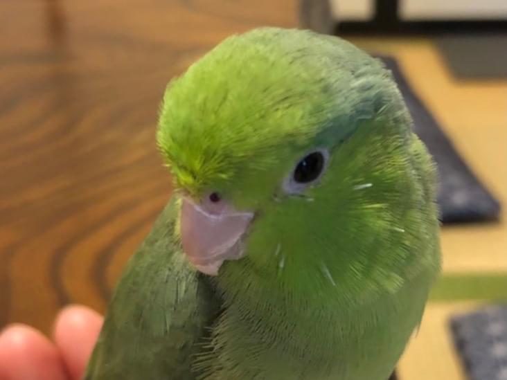 よもぎちゃん よもぎちゃん