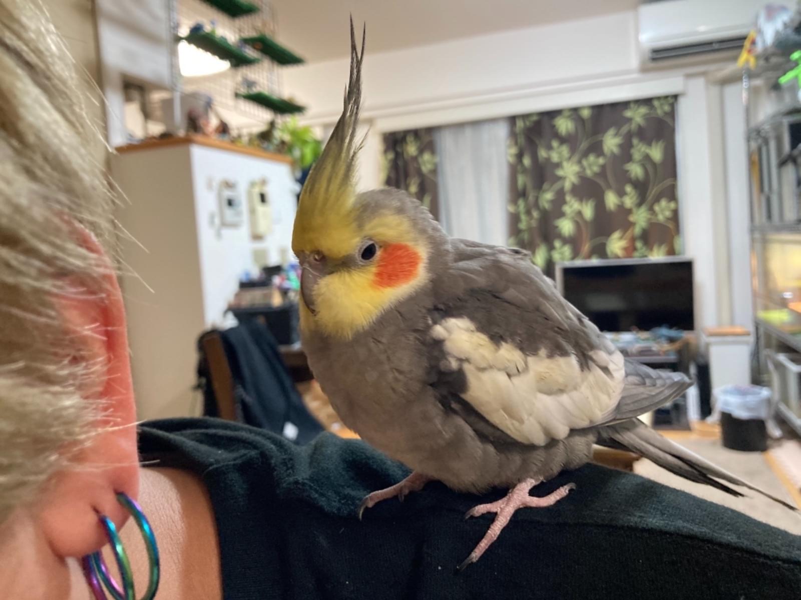 つくねちゃん つくねちゃん
