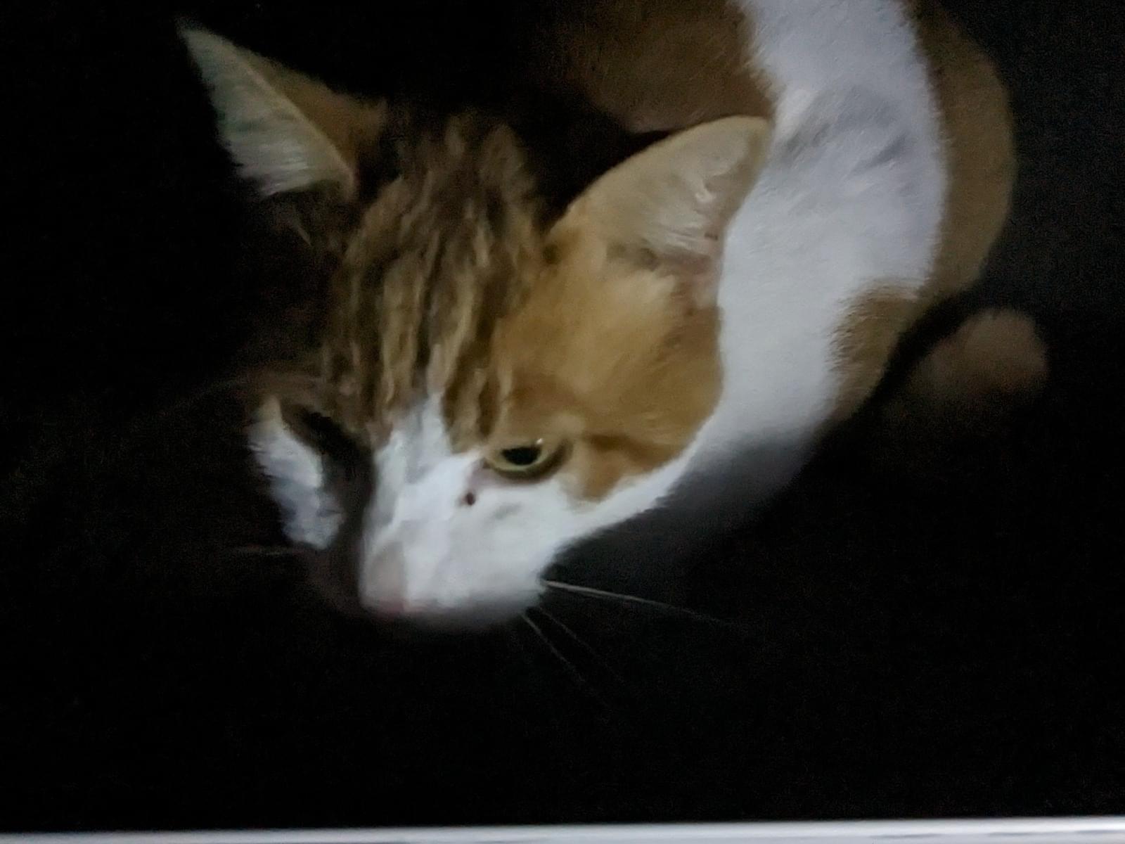 目撃された猫 目撃された猫