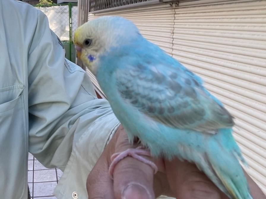 保護された鳥 保護された鳥