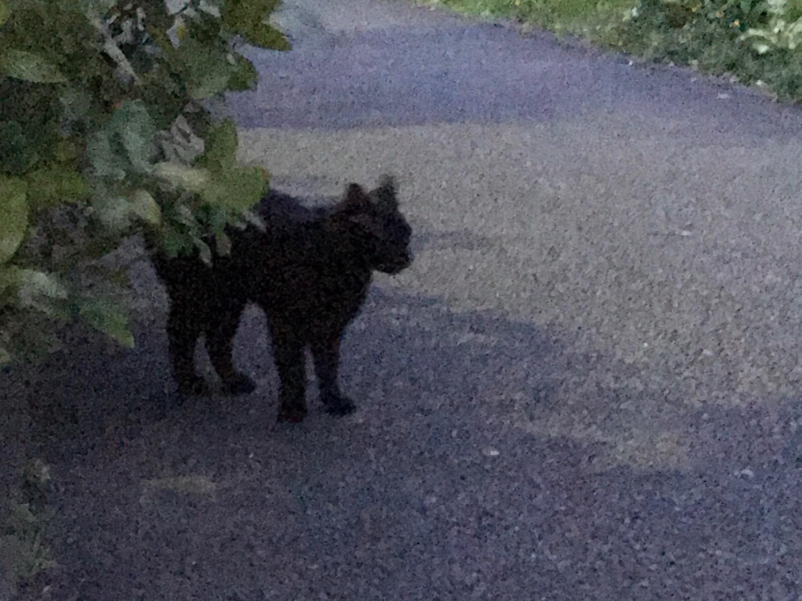目撃された猫 目撃された猫