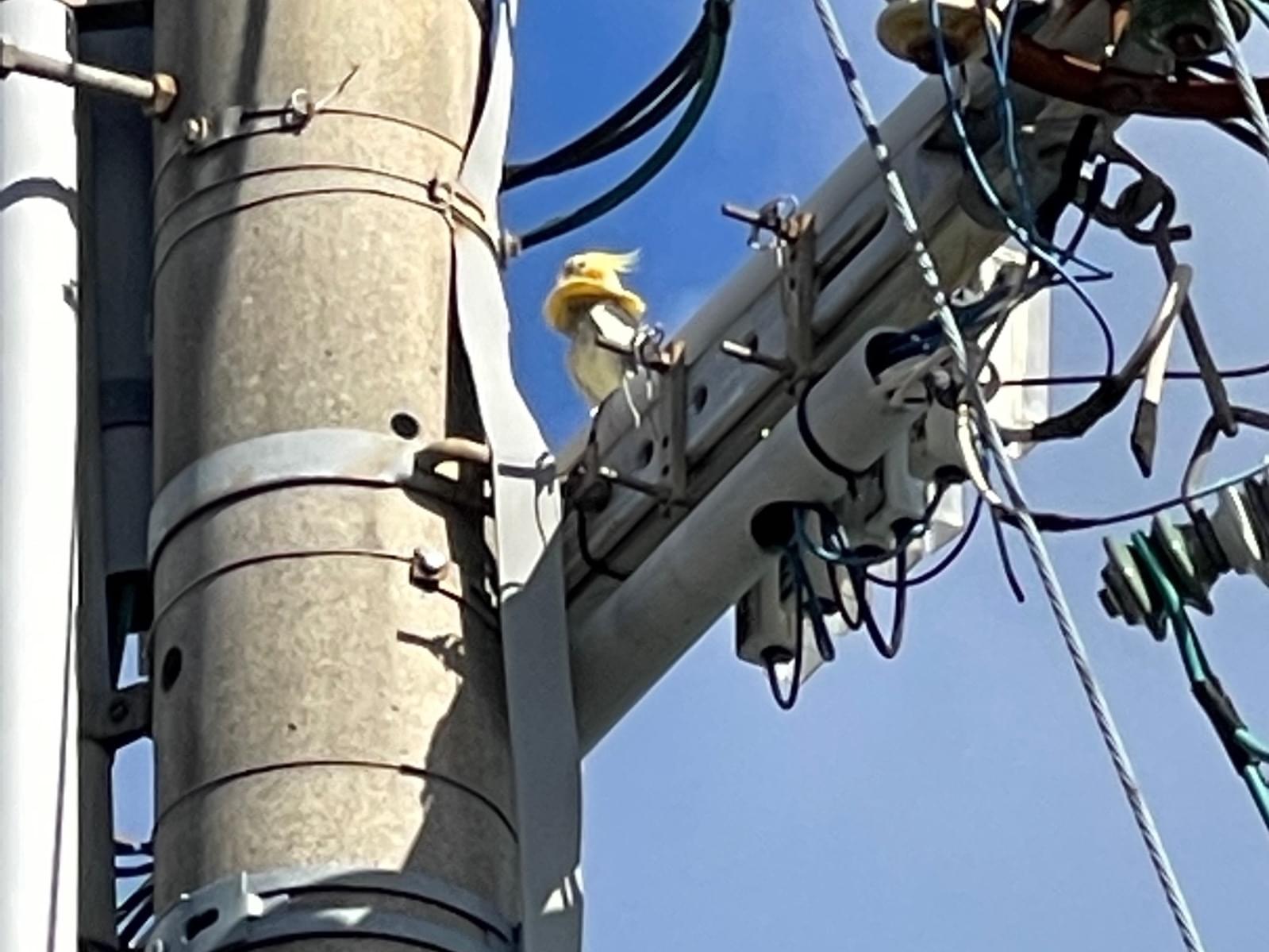 目撃された鳥 目撃された鳥