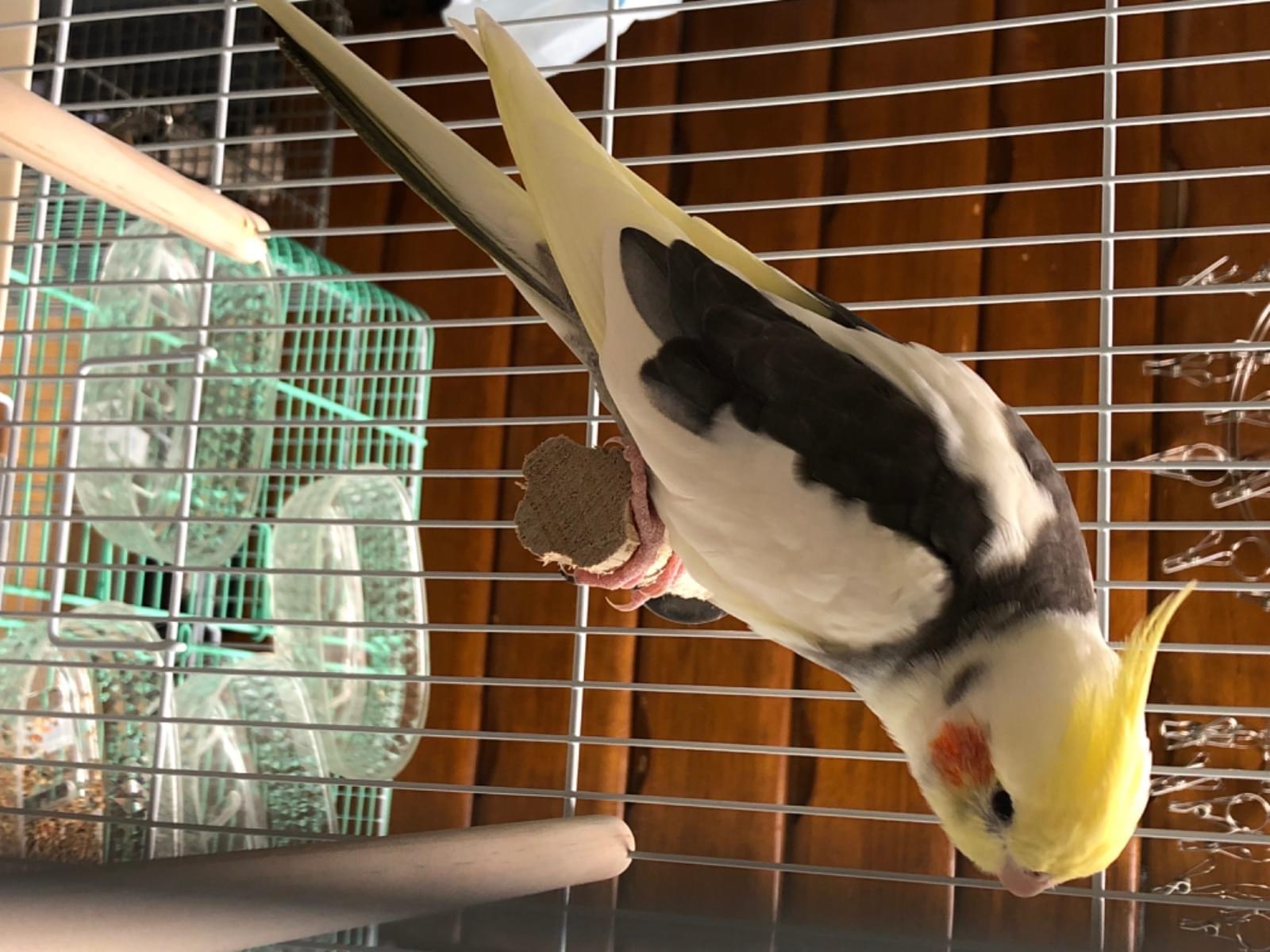 保護された鳥 保護された鳥