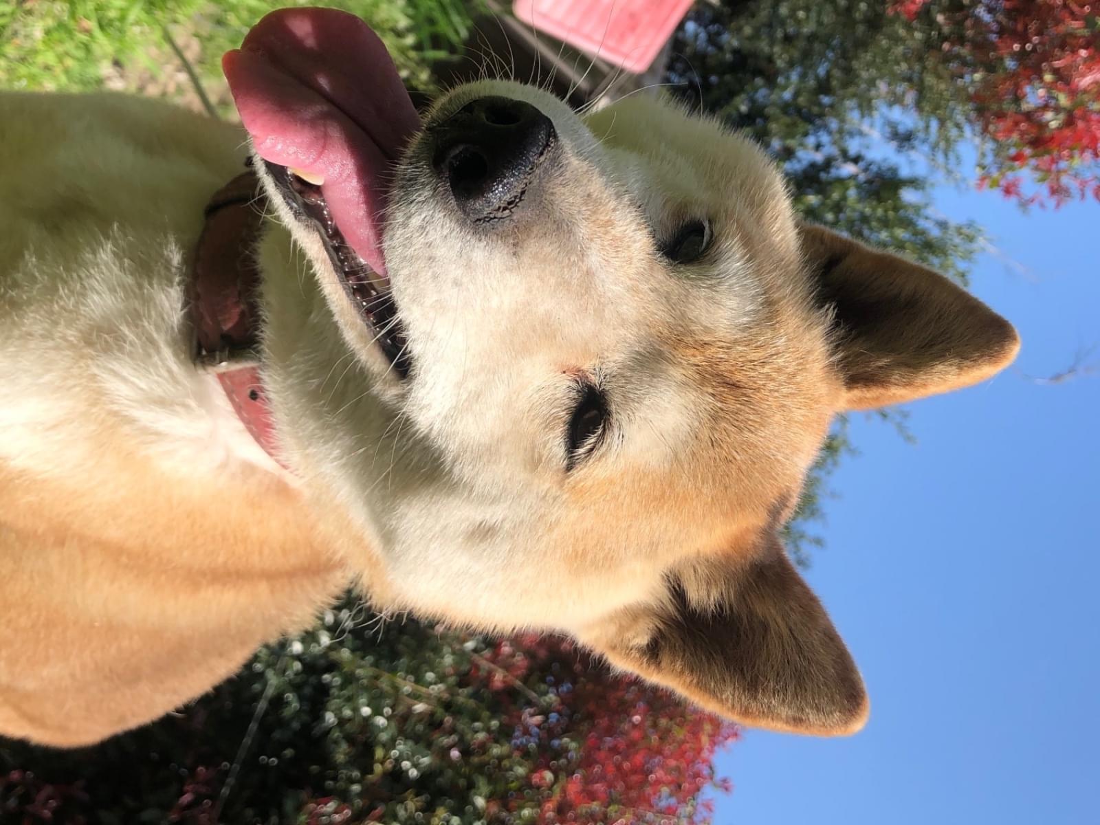 あいちゃん あいちゃん