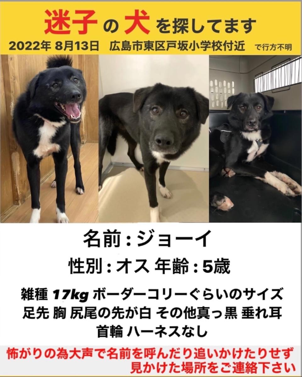 黒い垂れ耳の犬を捜してます