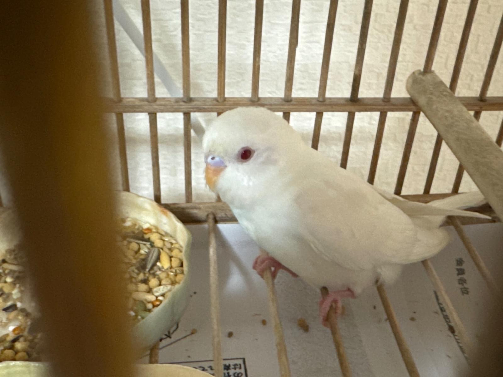 保護された鳥 保護された鳥