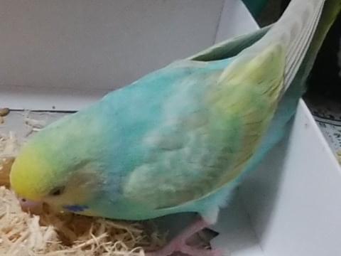 レンちゃん レンちゃん