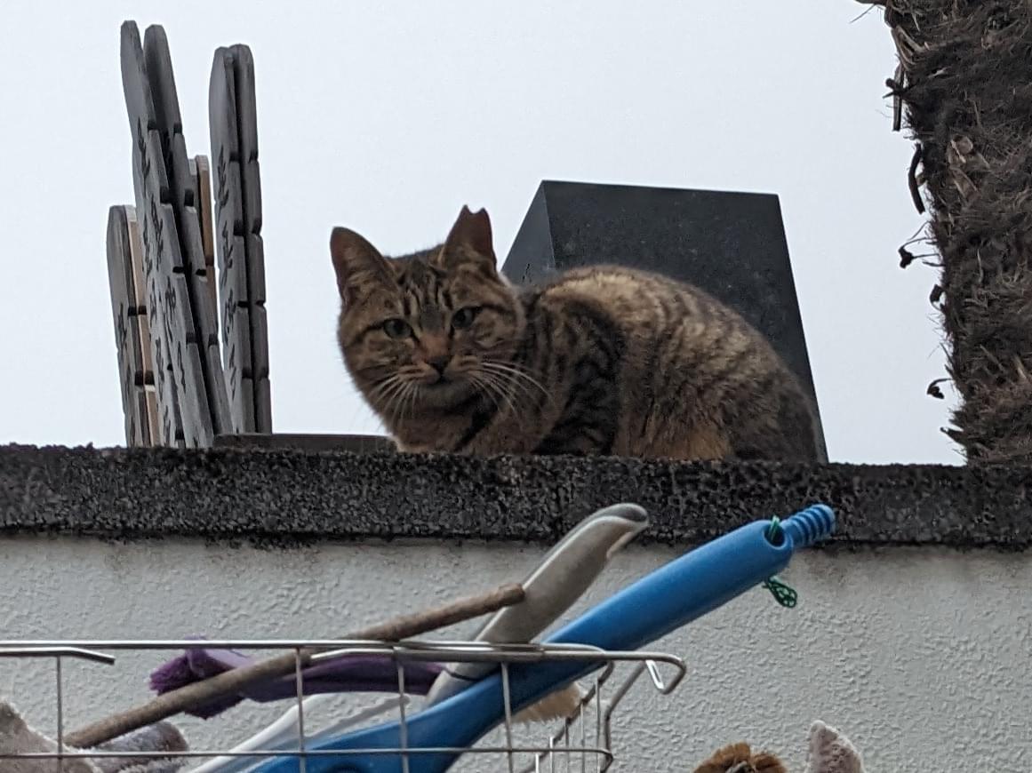 迷子になった猫