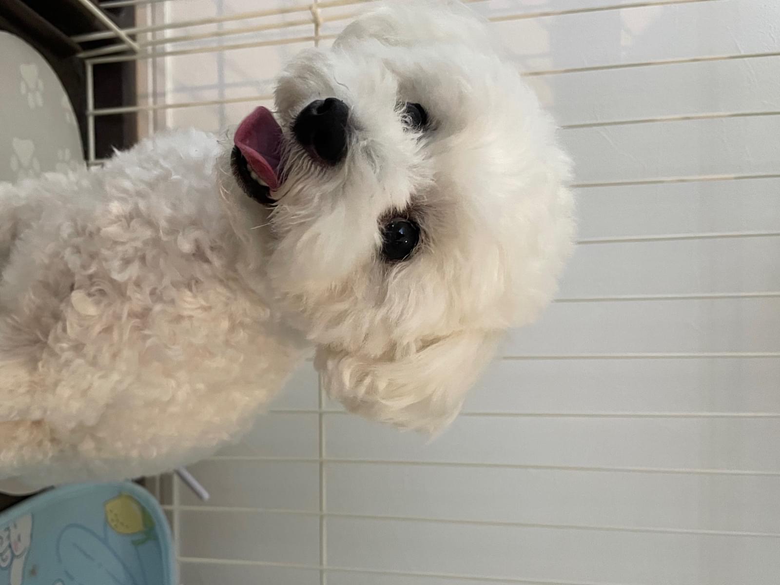 保護された犬
