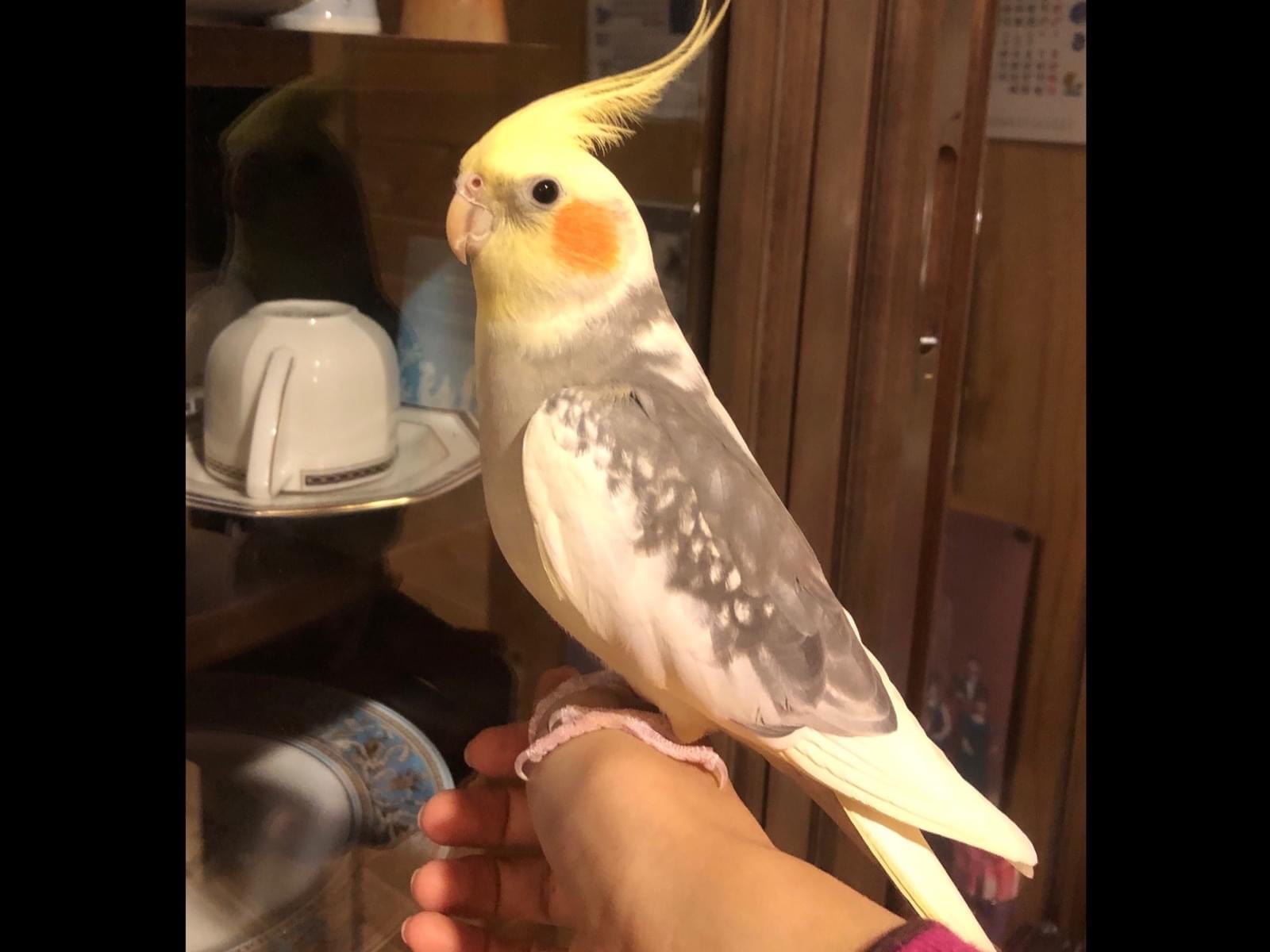 ピアーチェちゃん ピアーチェちゃん