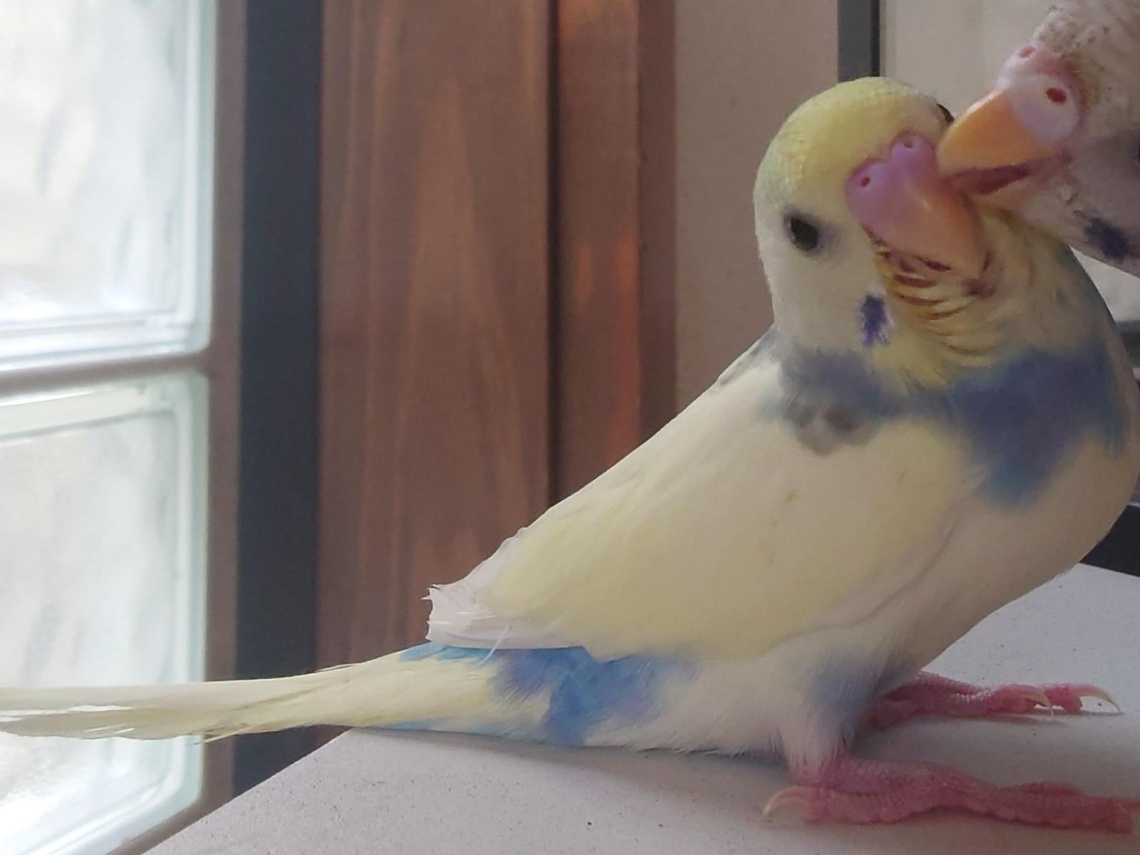 ひまわりちゃん ひまわりちゃん