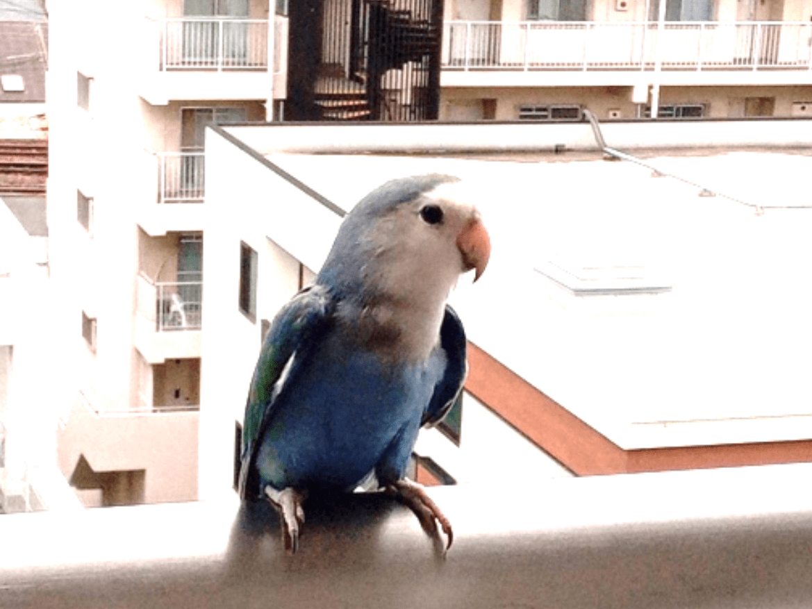 目撃された鳥 目撃された鳥