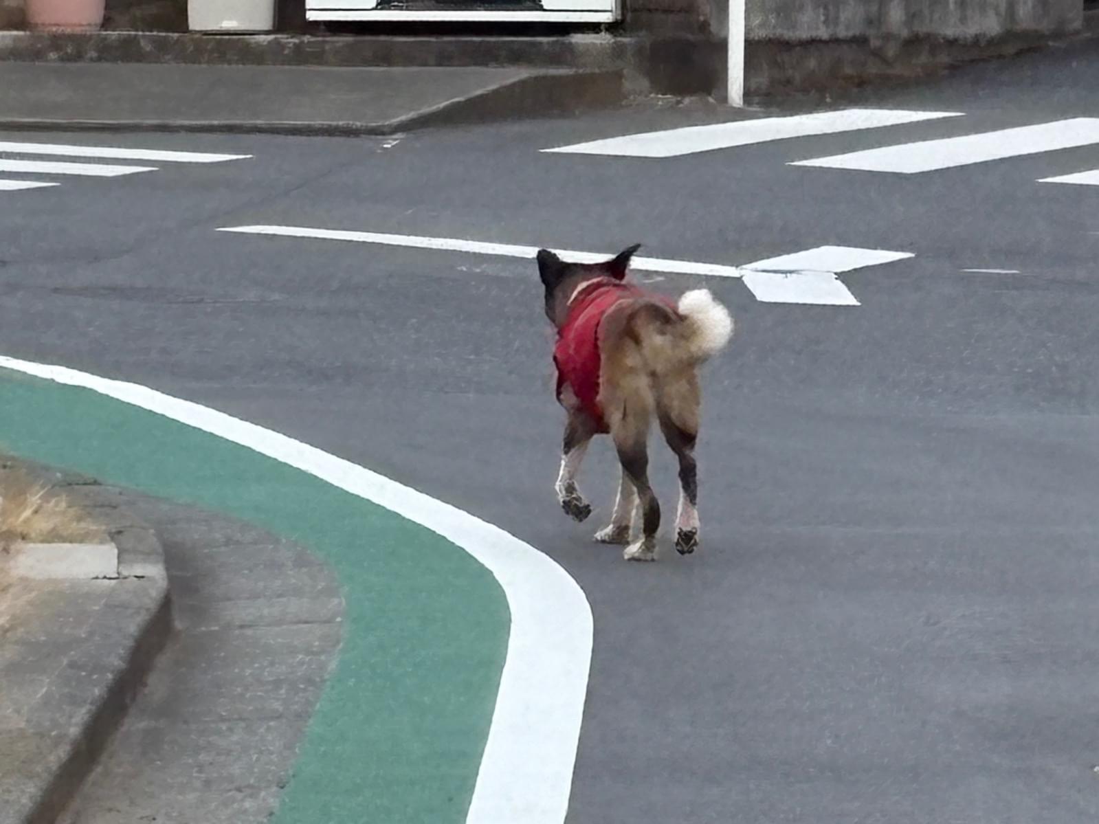 目撃された犬 目撃された犬