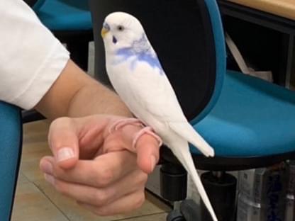 保護された鳥 保護された鳥