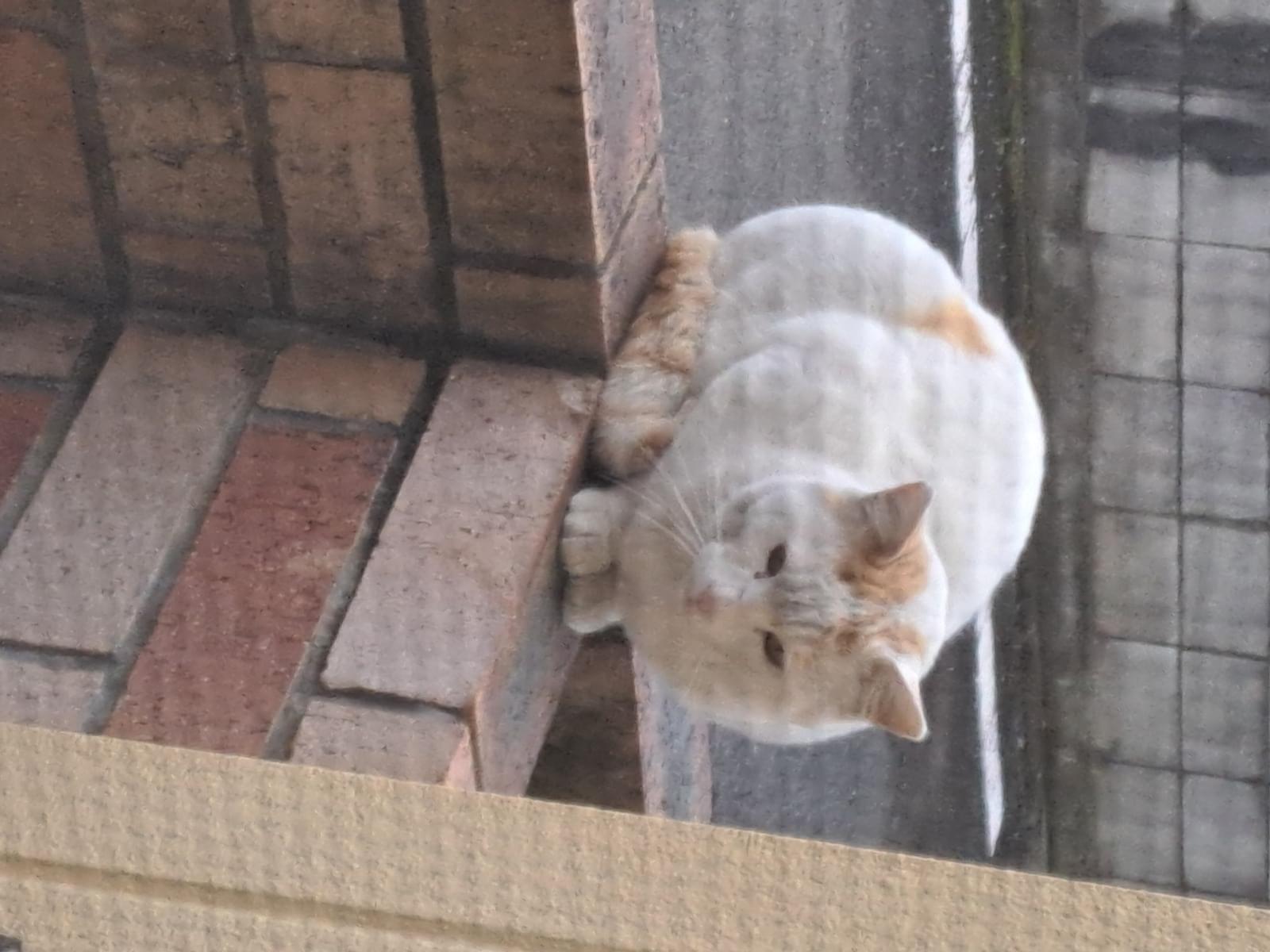 目撃された猫 目撃された猫