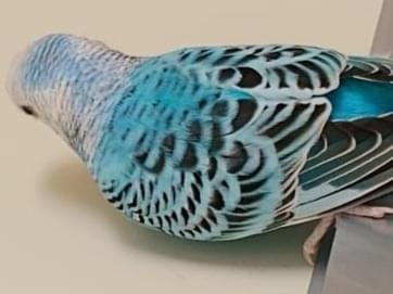保護された鳥 保護された鳥