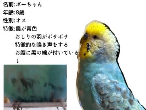 ボーちゃん ボーちゃん