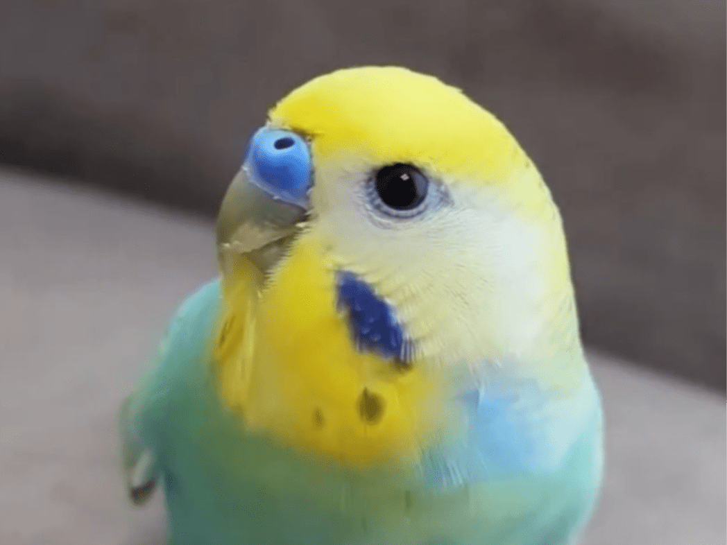 まめちゃん まめちゃん