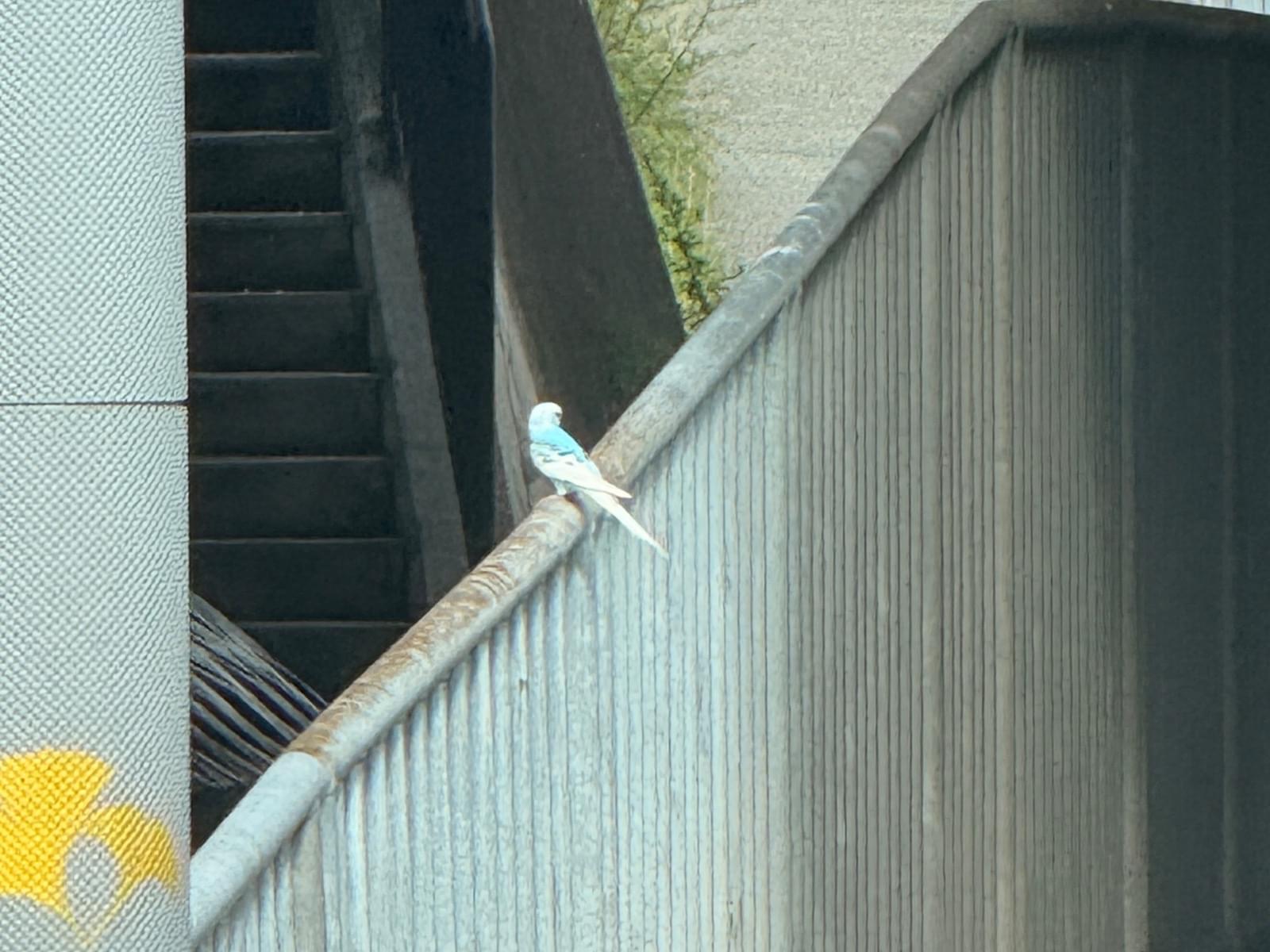 目撃された鳥