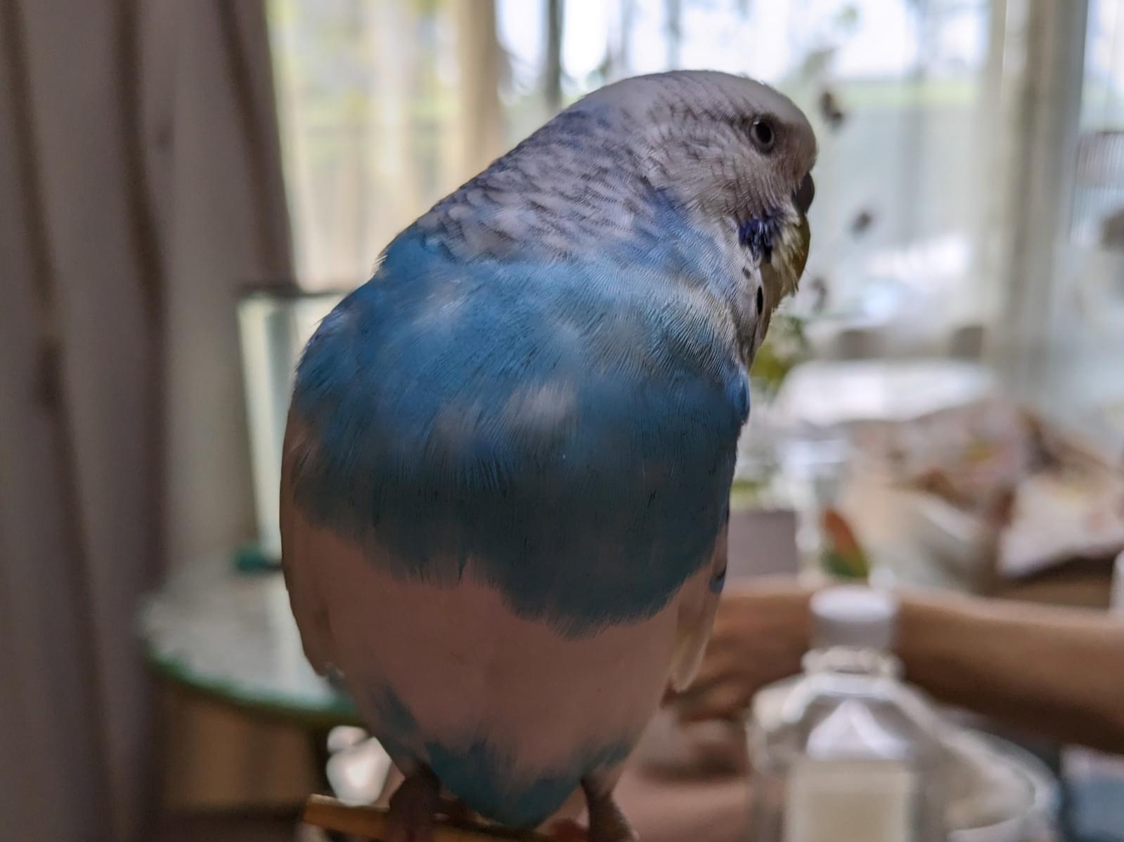 ピーコちゃん ピーコちゃん
